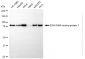 KD-Validated Anti-EWS RNA Binding Protein 1 Rabbit Monoclonal Antibody